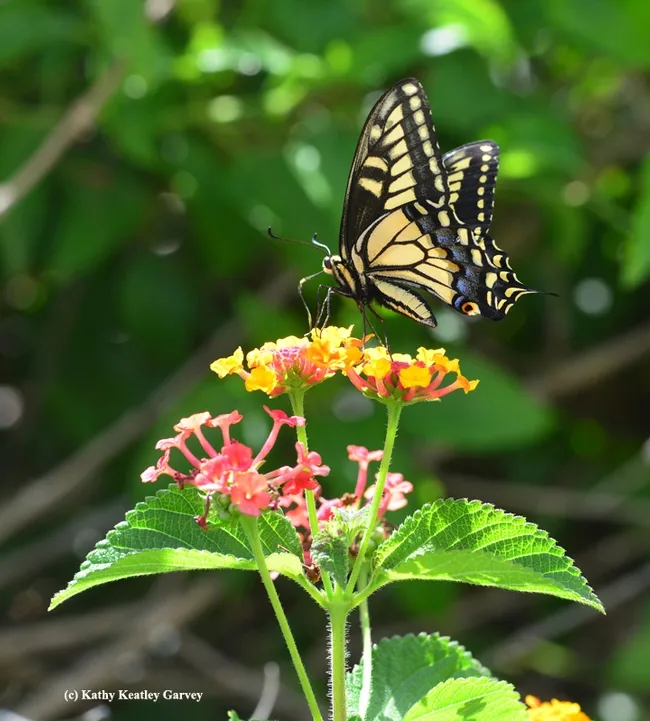Anise swallowtail foraging on lantana. (Photo by Kathy Keatley Garvey)