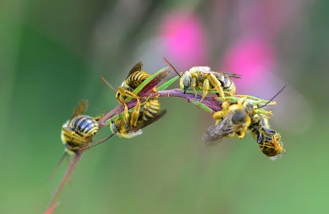 Male longhorned bees jockeying for position on a guara stem. (Photo by Kathy Keatley Garvey)