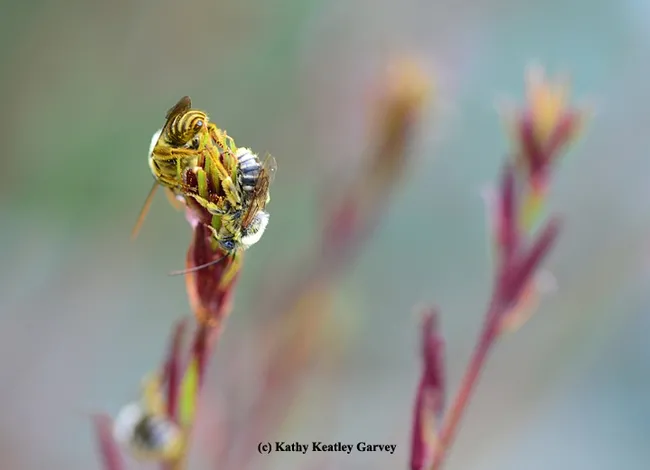Not every stem is taken and not all the males cluster six or seven to a stem. These two appear to want space. (Photo by Kathy Keatley Garvey)