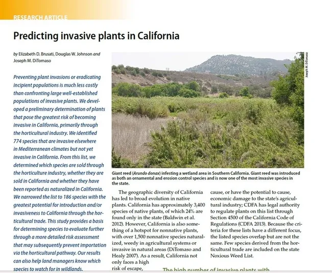 arundo donax from CalAg68 pg89 DiTomaso