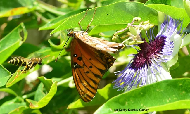 European paper wasp targets a crippled Gulf Fritillary. (Photo by Kathy Keatley Garvey)