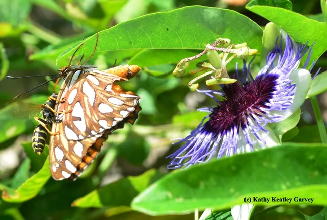 The injured abdomen of the Gulf Fritillary. (Photo by Kathy Keatle Garvey)