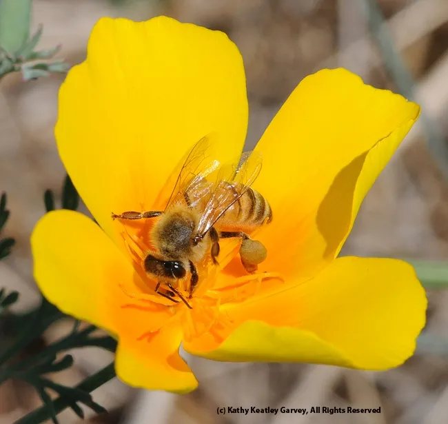 Honey bee on a California golden poppy. (Photo by Kathy Keatley Garvey)