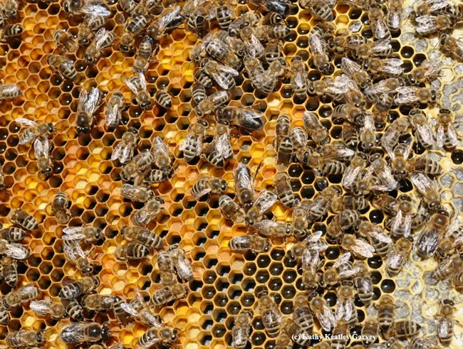 This frame is buzzing with bees. (Photo by Kathy Keatley Garvey)