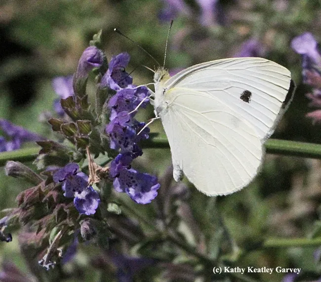 The look of a lady. (Photo by Kathy Keatley Garvey)