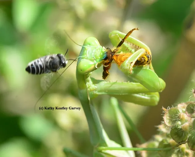 The leafcutter bee nearly slams into the mantis. (Photo by Kathy Keatley Garvey)