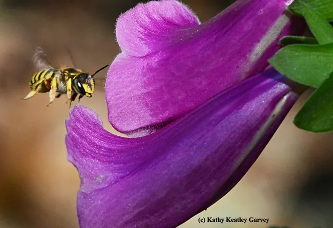 Male European wool carder bee heads for a foxglove. (Photo by Kathy Keatley Garvey)