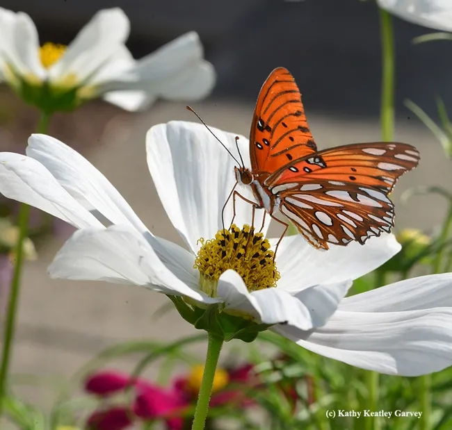 From a very hungry caterpillar to a magnificent butterfly. This Gulf Fritillary is nectaring on cosmos. (Photo by Kathy Keatley Garvey)