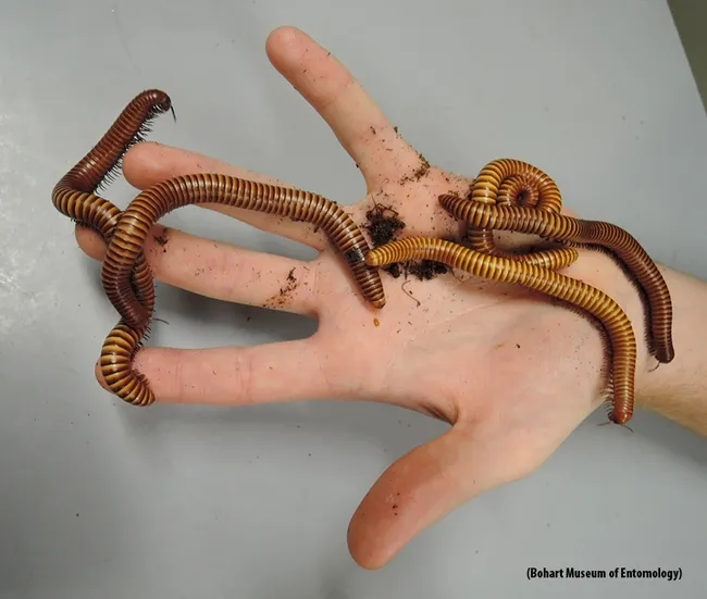 Close-up shot of Texas Gold-Banded millipedes. Millipedes are arthropods. (Photo by Kathy Keatley Garvey)