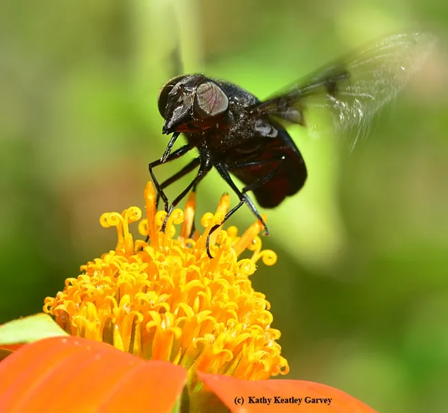 Mexican cactus fly ready to take off. (Photo by Kathy Keatley Garvey)