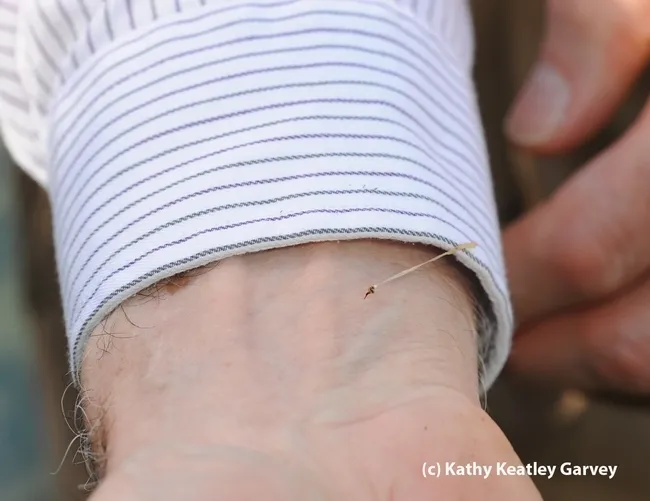 The bee has pulled away to die, leaving the stinger and abdominal tissue behind. (Photo by Kathy Keatley Garvey)