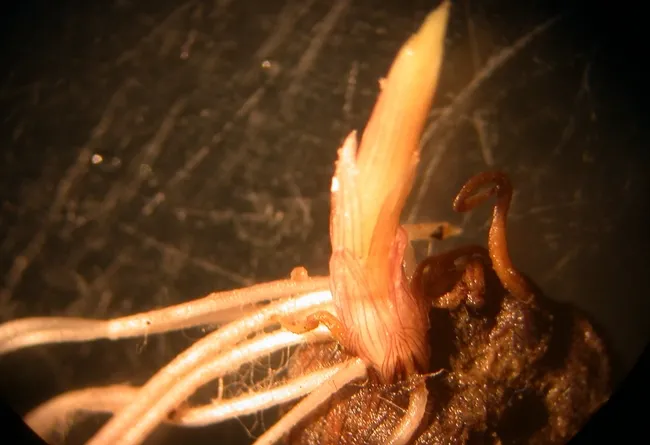 Germinating tuber from bed center not controlled by drip fumigation