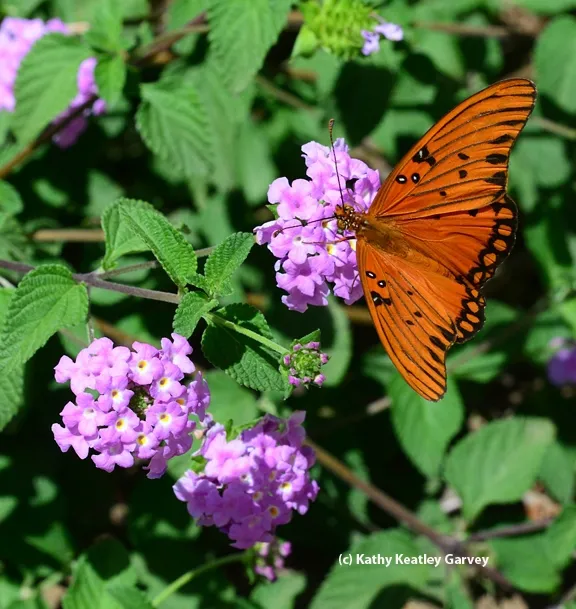 A Gulf Fritillary butterfly on purple lantana. (Photo by Kathy Keatley Garvey)