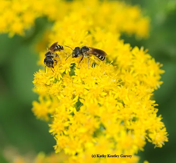Sweat bees (Halictus ligatus) on goldenrod. (as identified by Robbin Thorp of UC Davis)on goldenrod. (Photo by Kathy Keatley Garvey
