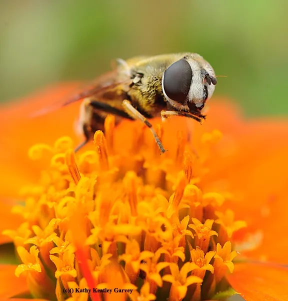Drone fly, Eristalis tenax, sipping nectar from a Mexican sunflower, Tithonia. (Photo by Kathy Keatley Garvey)