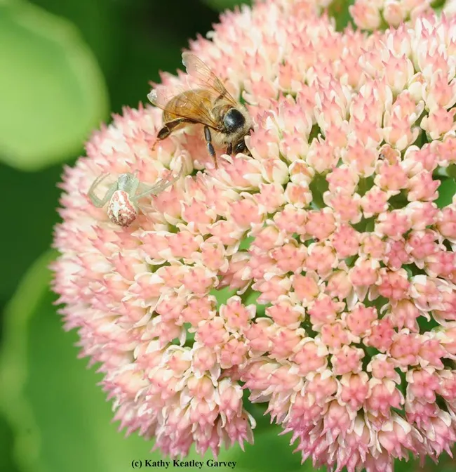 Crab spider on sedum eyes a honey bee. (Photo by Kathy Keatley Garvey)