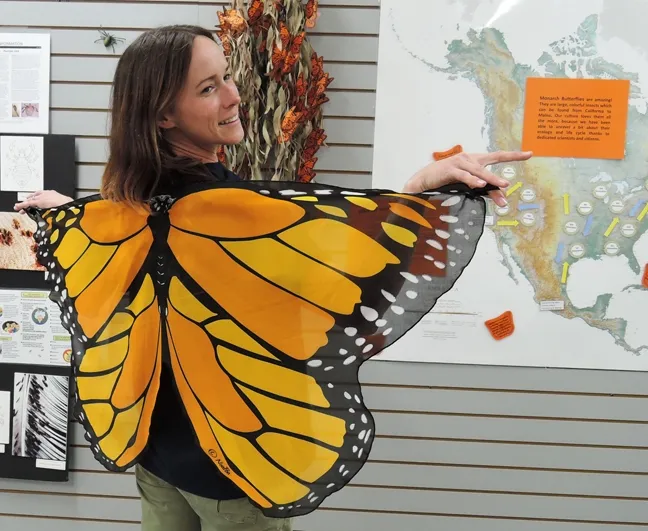 UC Davis entomology undergraduate student Christine Melvin models the monarch wings on display at the Bohart Museum of Entomology, UC Davis. (Photo by Kathy Keatley Garvey)