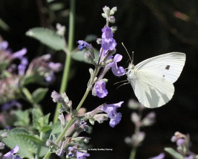A cabbage white butterfly on catmint in Vacaville, Solano County. (Photo by Kathy Keatley Garvey)
