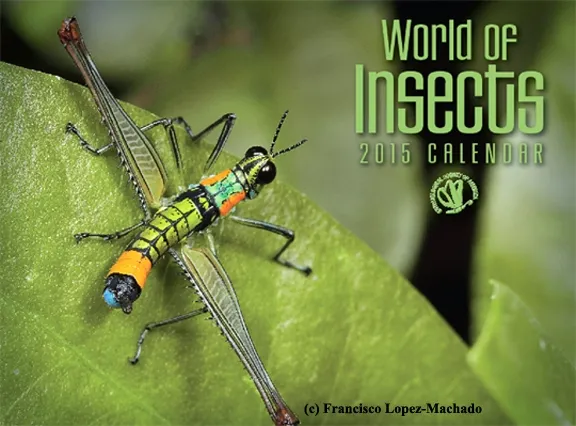 The ESA calendar cover features this clown grasshopper by Francisco Lopez-Machado of Cali, Colombia. (Photo courtesy of ESA)