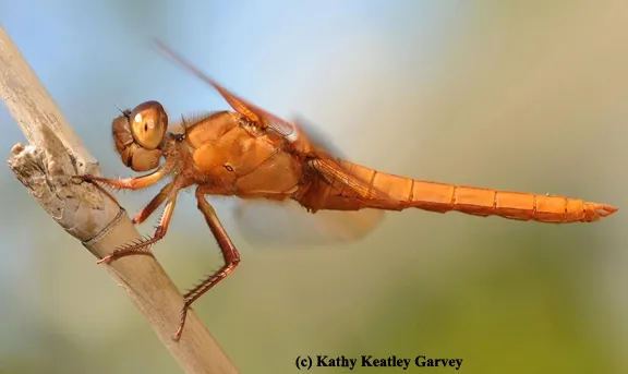 "Mr. December" in the ESA calendar is this image of a flameskimmer dragonfly, taken by Kathy Keatley Garvey of UC Davis.