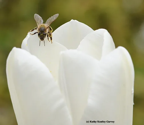 Honey bee foraging on a tulip. (Photo by Kathy Keatley Garvey)