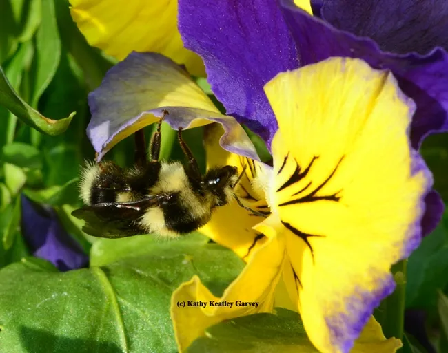 A queen black-tailed bumble bee, Bombus melanopygus, foraging on pansies on Jan. 22, 2014. (Photo by Kathy Keatley Garvey)