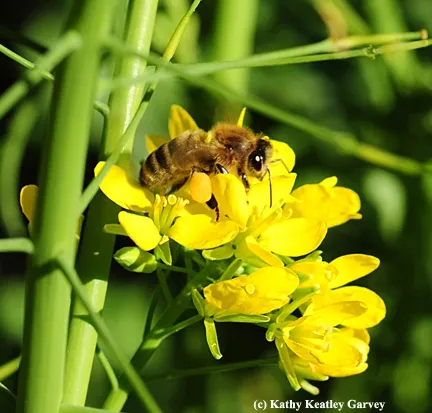 Honey bee foraging on mustard. (Photo by Kathy Keatley Garvey)