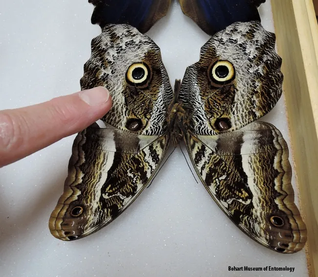 This is an owl butterfly, genus Caligo. (Photo by Kathy Keatley Garvey)