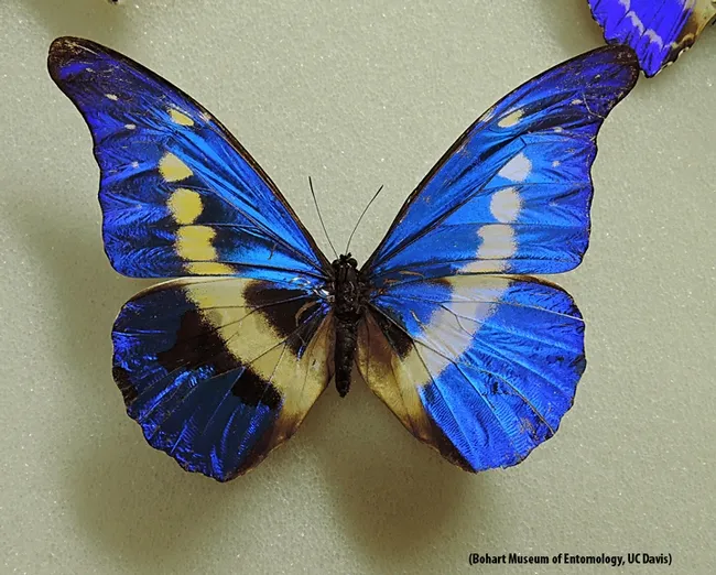 The spectacular Morpho cypress cyanide. (Photo by Kathy Keatley Garvey)