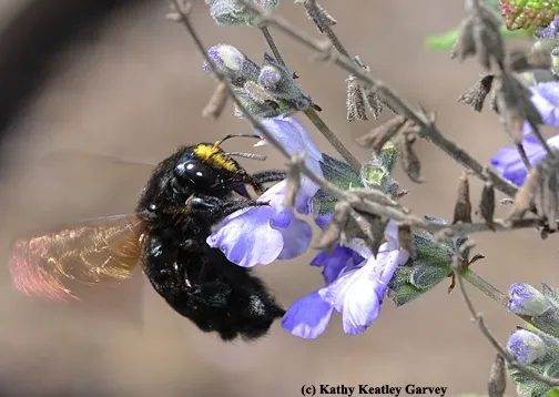 Check out the "pollen cap" on this female Valley carpenter bee, Xylocopa varipuncta, foraging on grape-scented sage, Salvia melissodora. (Photo by Kathy Keatley Garvey)