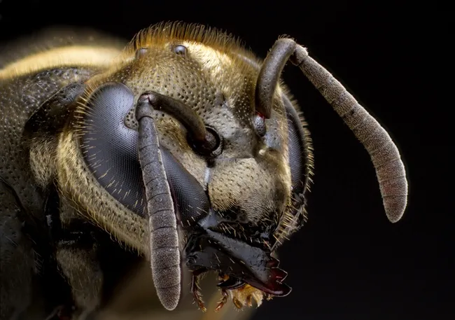 Alex Wild's portrait of a Mexican honey wasp, San Antonio, Texas. This public domain image is among the images in the newly launched "Insects Unlocked" Project. Donations are being accepted to make it all happen.