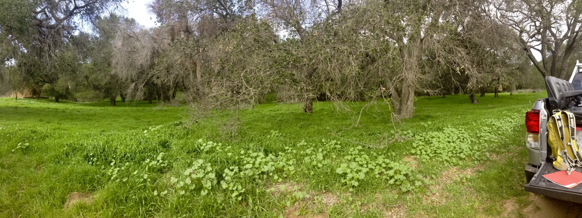 Weir Canyon Infesation Overview