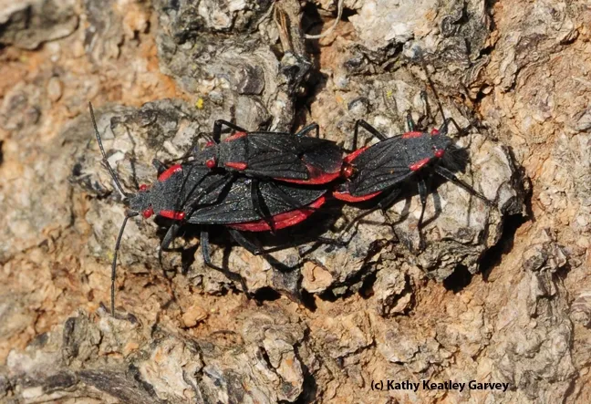 Two's company, but three's a crowd. (Photo by Kathy Keatley Garvey)