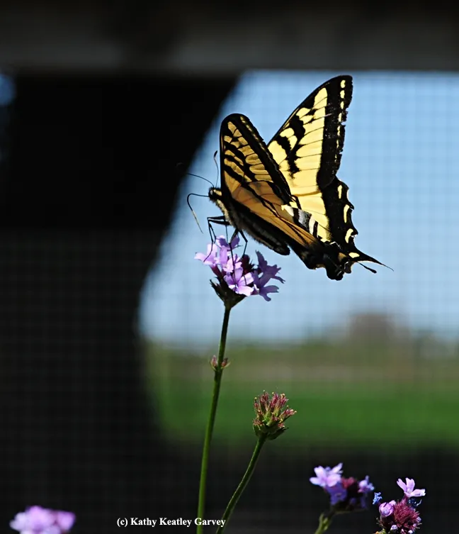 Blue sky, the sweet taste of nectar, and all's right with the world for this Western Tiger Swallowtail. (Photo by Kathy Keatley Garvey)