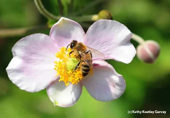 A honey bee foraging on anemone. (Photo by Kathy Keatley Garvey)