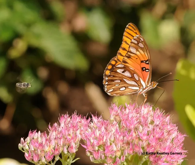 If you're interesting in collecting insects, stop by Briggs Hall on Saturday from 10 a.m. to 3 p.m. to learn how to make an insect collection. Here a leafcutter bee is targeting a Gulf Fritillary butterfly. (Photo by Kathy Keatley Garvey)