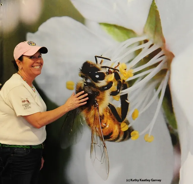Dixon May Fair chief administrative officer Patrica "Pat" Conklin stands next to a photo of a bee pollinating an almond blossom. (Photo by Kathy Keatley Garvey)