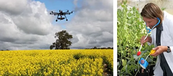 Decoding reflectance signals to biotic stress in crops. Christian Nansen is at right. (Photos courtesy of Christian Nansen)
