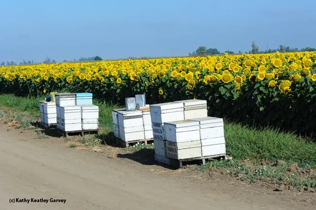 Bee hives in a sunflower field along Pedrick Road, Dixon, Solano County, in July 2012. (Photo by Kathy Keatley Garvey)