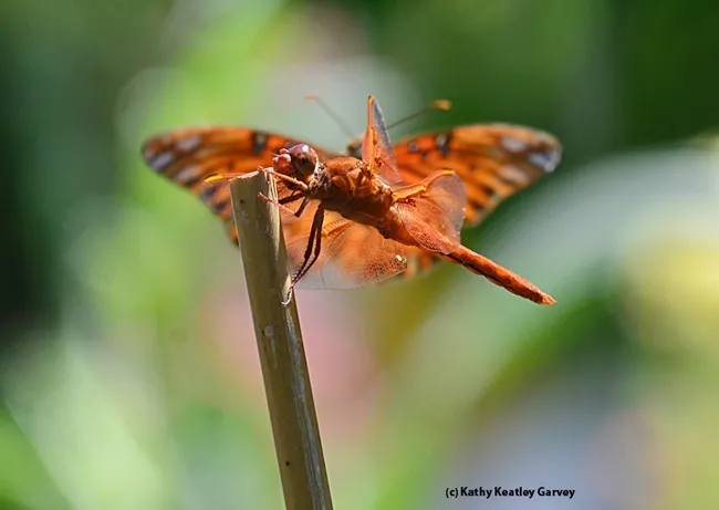 Oops! You're not a prospective mate. (Photo by Kathy Keatley Garvey)
