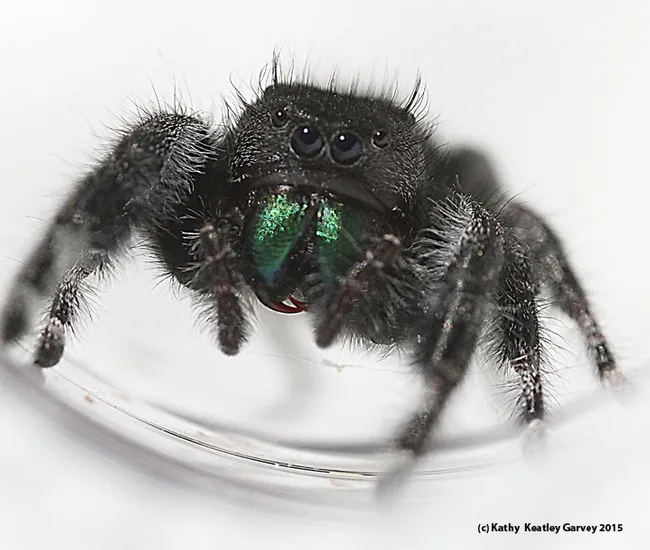 A jumping spider, Phidippus audax, "poses" for a photo. (Photo by Kathy Keatley Garvey)