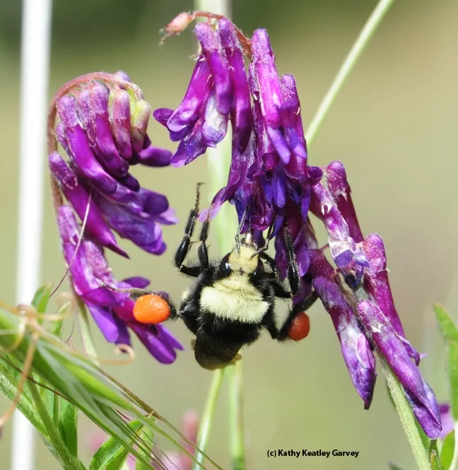 Check out the heavy load of orange pollen that this yellow-faced bumble bee, Bombus vosnesenskii, is packing. It is foraging on hairy vetch. (Photo by Kathy Keatley Garvey)