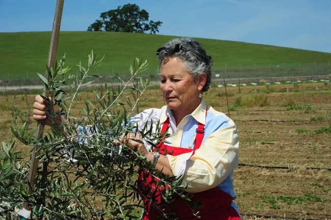Ann Sievers checks an olive tree. The apiary is in the background.(Photo by Kathy Keatley Garvey)