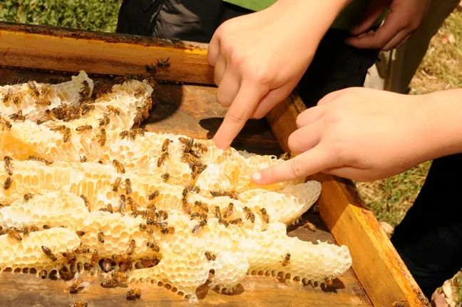 The taste of honey right from the hive--delicious! (Photo by Kathy Keatley Garvey)