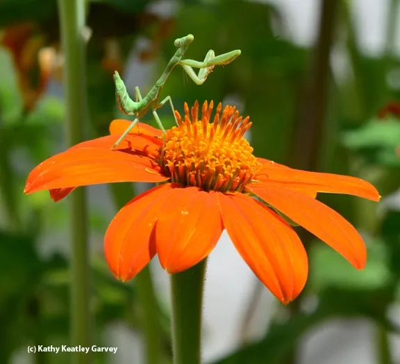 An immature praying mantis assumes the position. (Photo by Kathy Keatley Garvey)