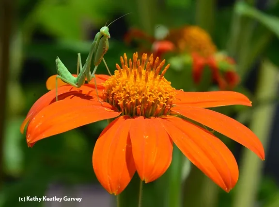 Let's try it this way. (Photo by Kathy Keatley Garvey)