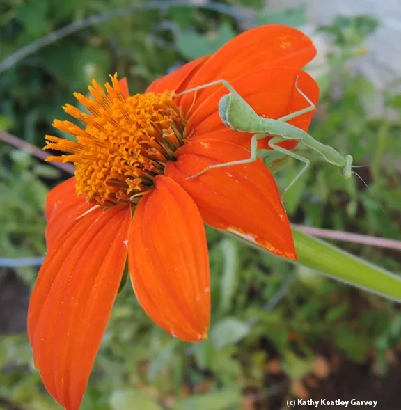 Let's call it a day. (Photo by Kathy Keatley Garvey)