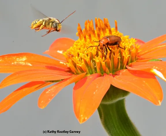 A male long-horned digger bee targets a pest, a meloid beetle. (Photo by Kathy Keatley Garvey)