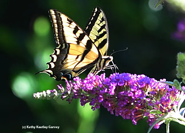 A Western tiger swallowtail nectarine on a butterfly bush. (Photo by Kathy Keatley Garvey)