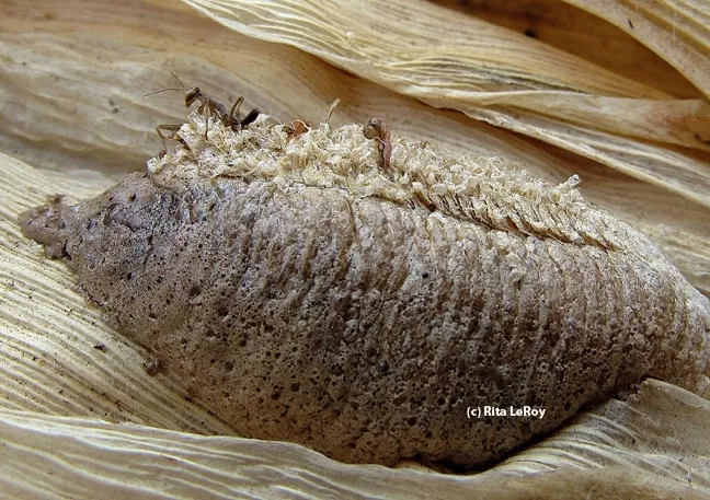 Praying mantids emerging from an ootheca. (Photo by Rita LeRoy)